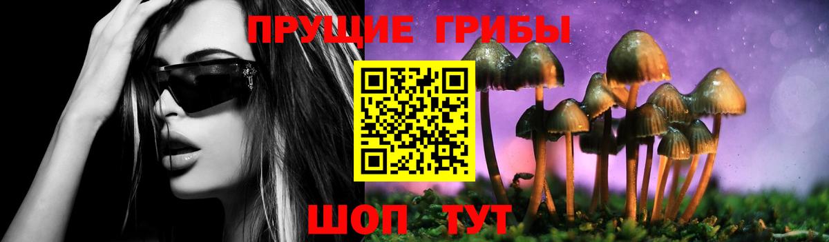 Галлюциногенные грибы Psilocybine cubensis Сосновый Бор